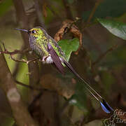 White-booted Racket-tail