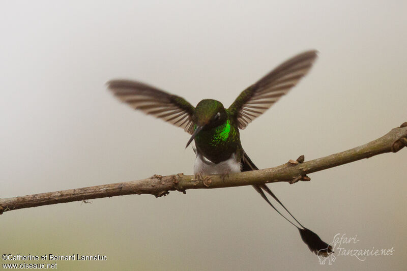 White-booted Racket-tail male adult
