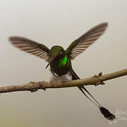 White-booted Racket-tail