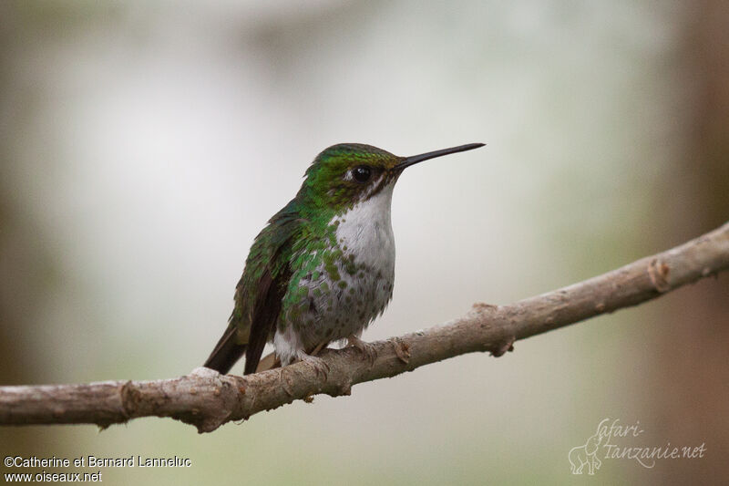 White-booted Racket-tail female adult, identification