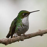 White-booted Racket-tail