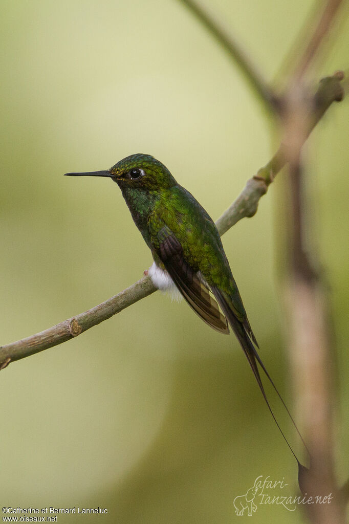 White-booted Racket-tail male adult, identification