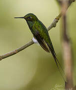 White-booted Racket-tail