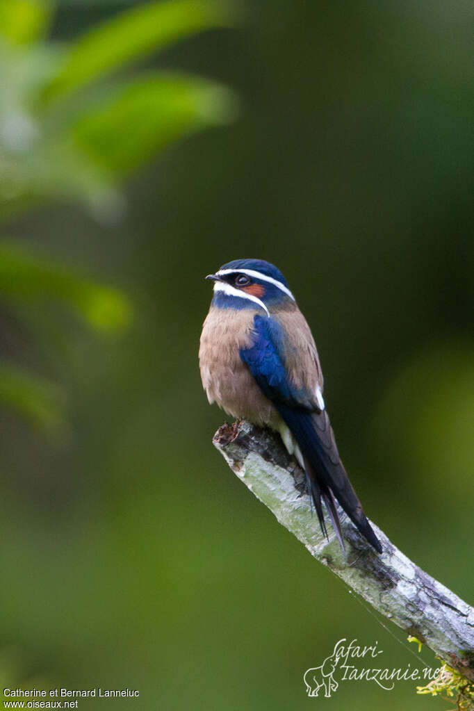 Whiskered Treeswift male adult, identification