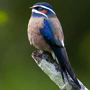 Whiskered Treeswift