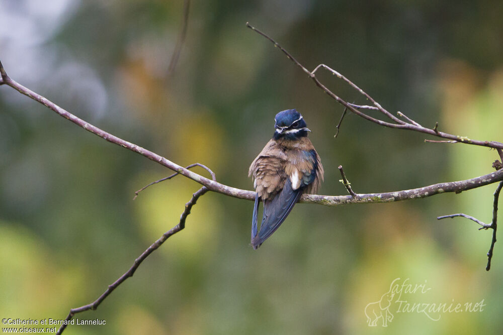 Whiskered Treeswift female adult, identification