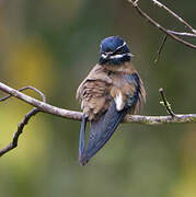 Whiskered Treeswift