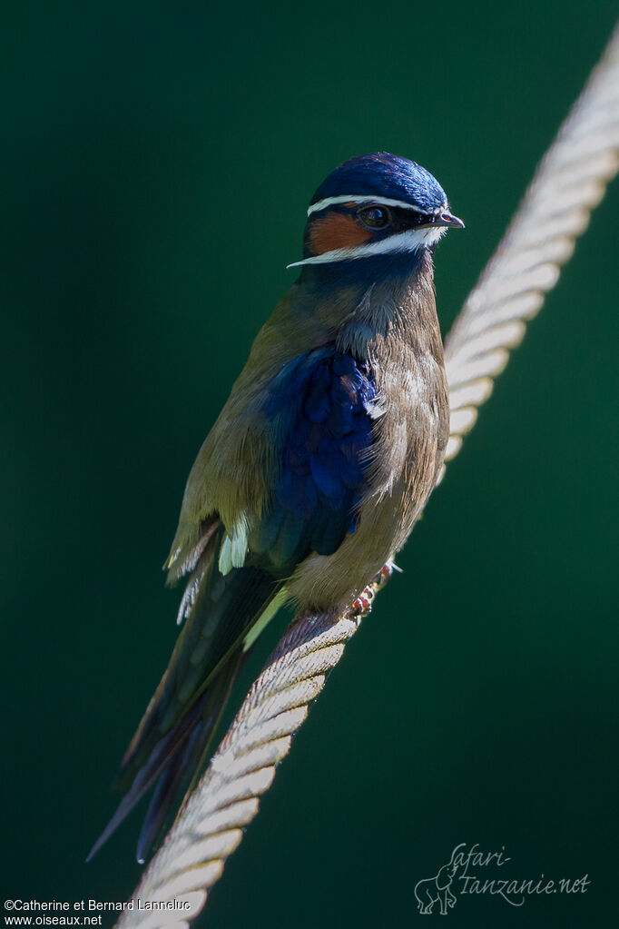 Hémiprocné coiffé mâle adulte, identification