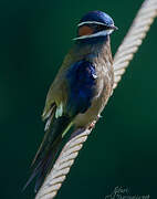 Whiskered Treeswift