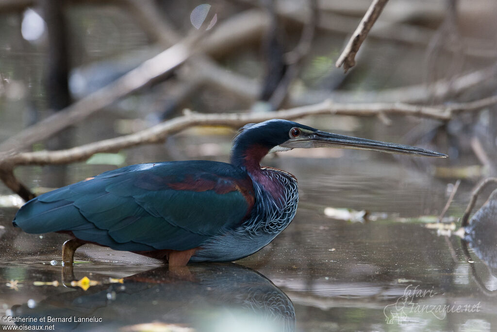 Agami Heronadult, identification