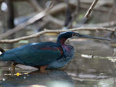 Agami Heron