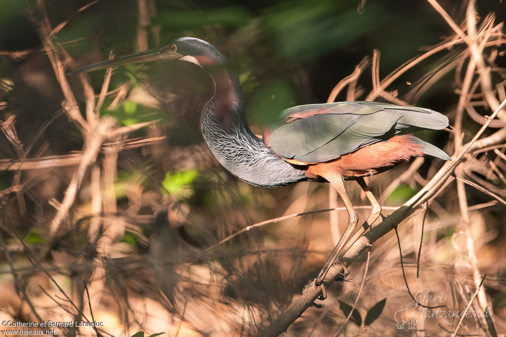 Agami Heronadult, habitat