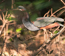 Agami Heron