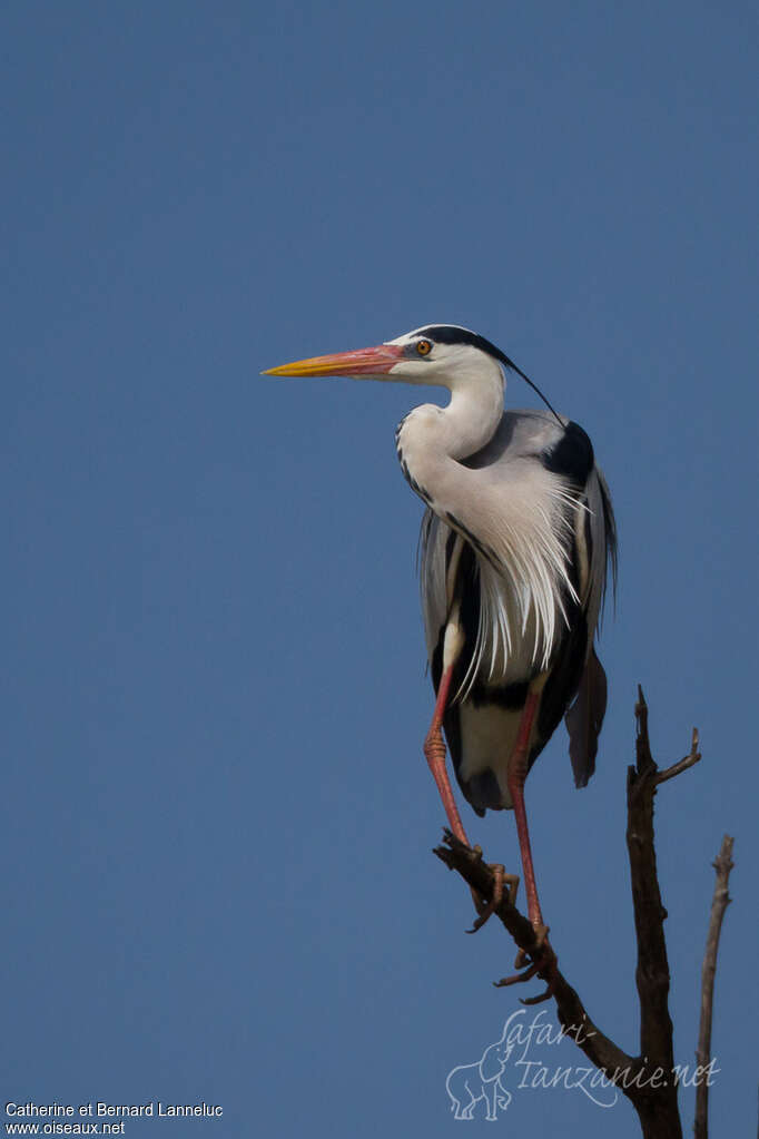 Grey Heronadult breeding, pigmentation