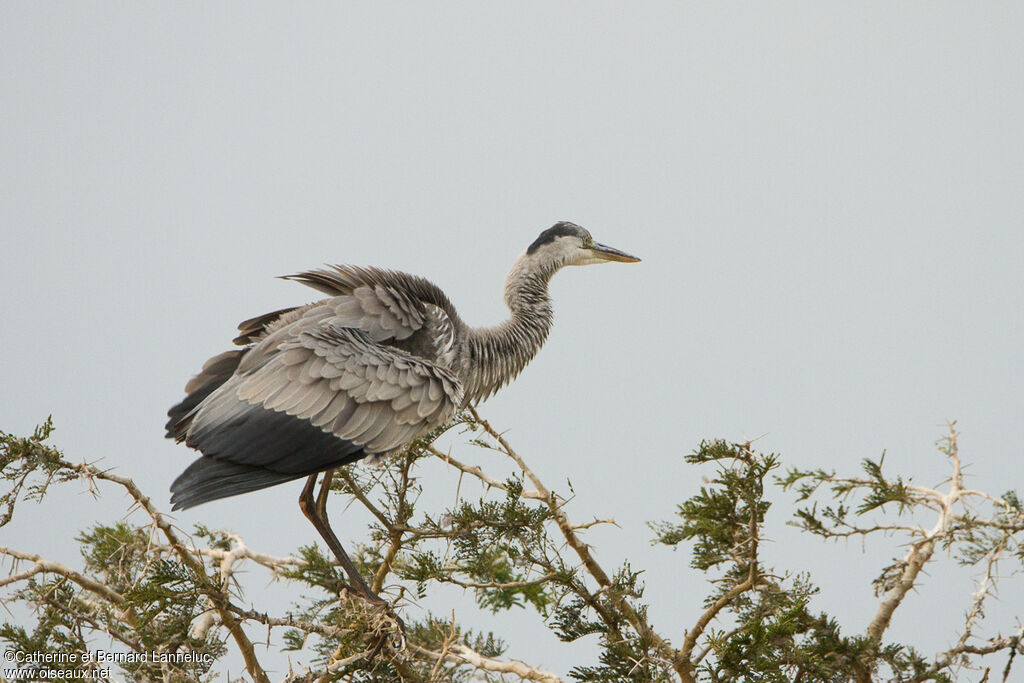 Héron cendréimmature, identification