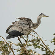 Grey Heron