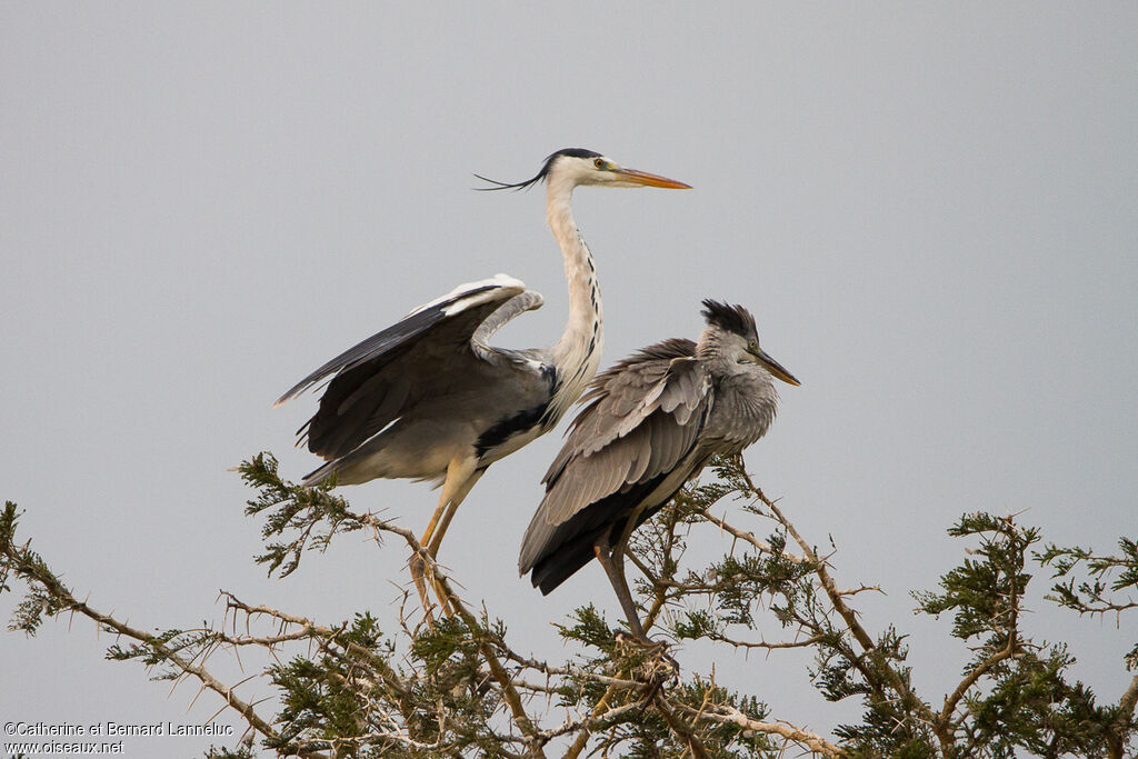 Grey Heron