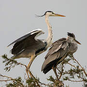 Grey Heron