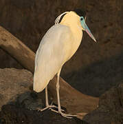 Capped Heron