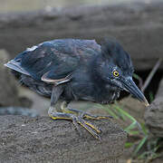 Héron des Galapagos