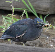 Lava Heron