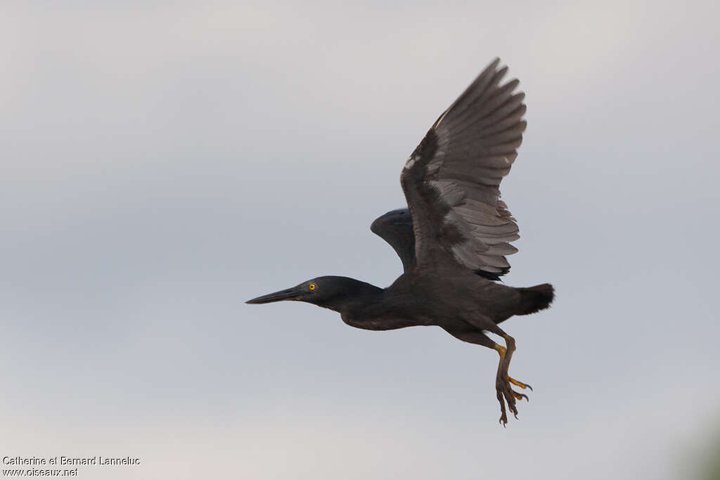 Lava Heronadult, Flight