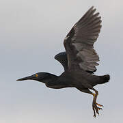 Lava Heron