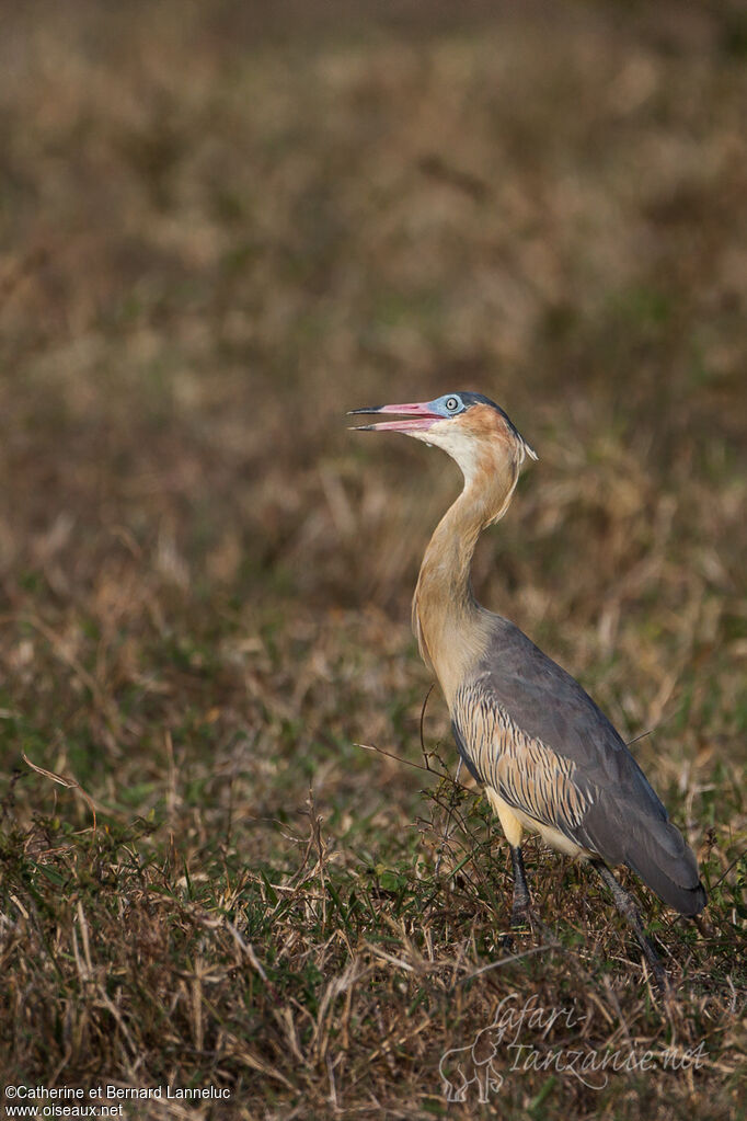 Héron flûte-du-soleiladulte, identification