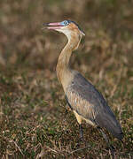 Whistling Heron