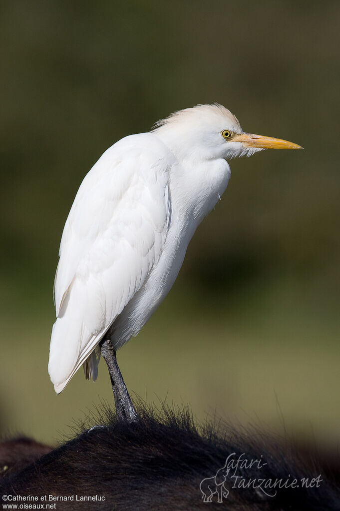 Western Cattle Egretadult post breeding, identification