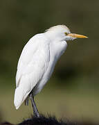 Western Cattle Egret