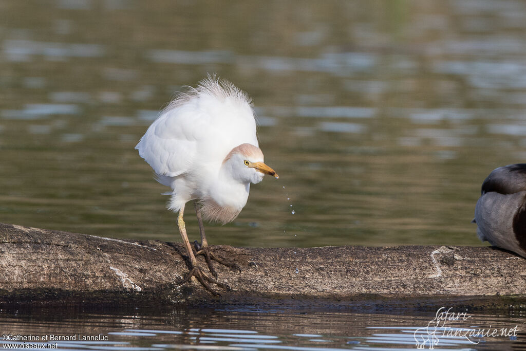 Western Cattle Egretadult breeding, drinks