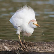 Western Cattle Egret