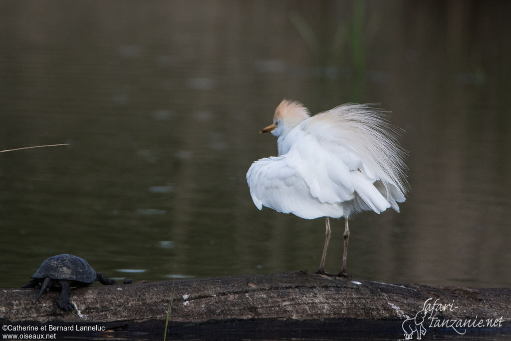 Western Cattle Egretadult breeding, aspect