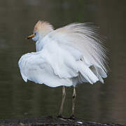 Western Cattle Egret