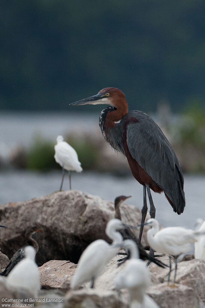 Goliath Heronadult