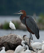 Goliath Heron