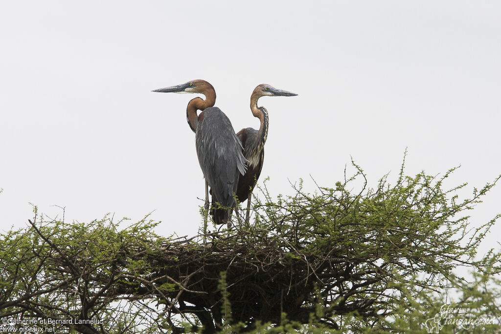 Goliath Heronadult, Reproduction-nesting