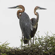 Goliath Heron