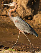 Goliath Heron