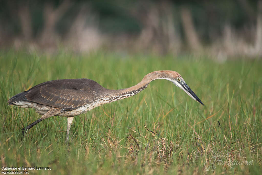 Héron goliathjuvénile, identification, pêche/chasse