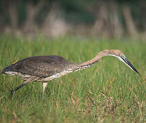 Goliath Heron