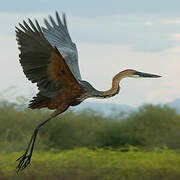 Goliath Heron