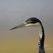 Black-headed Heron