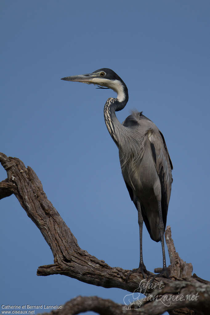 Black-headed Heronadult, identification