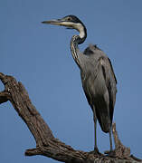 Black-headed Heron