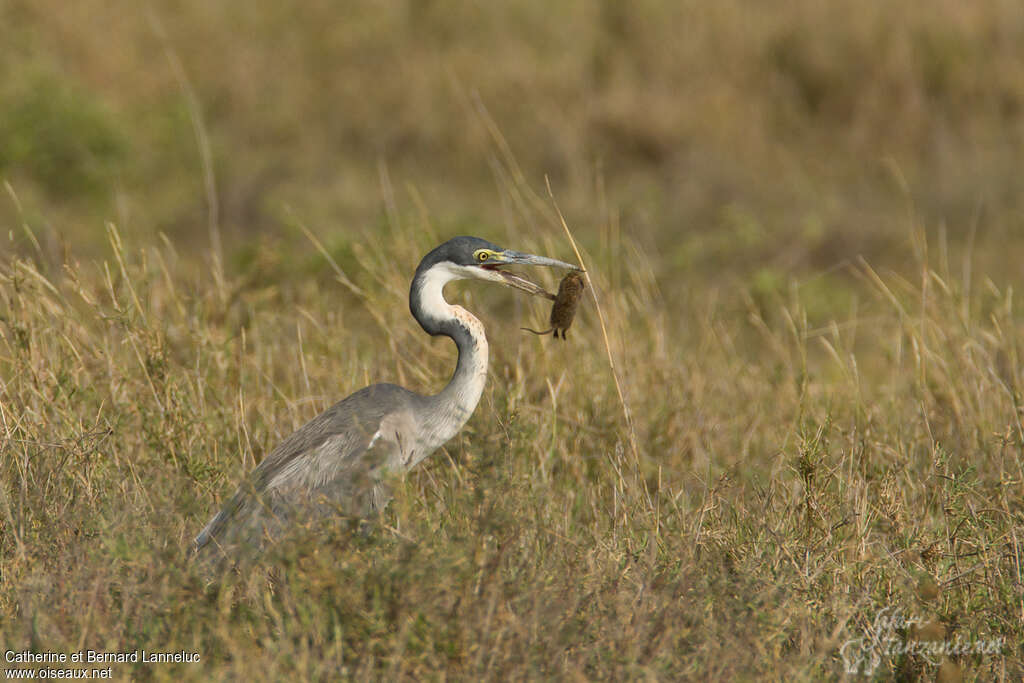 Black-headed Heronimmature, feeding habits, fishing/hunting