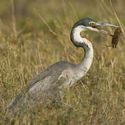 Black-headed Heron