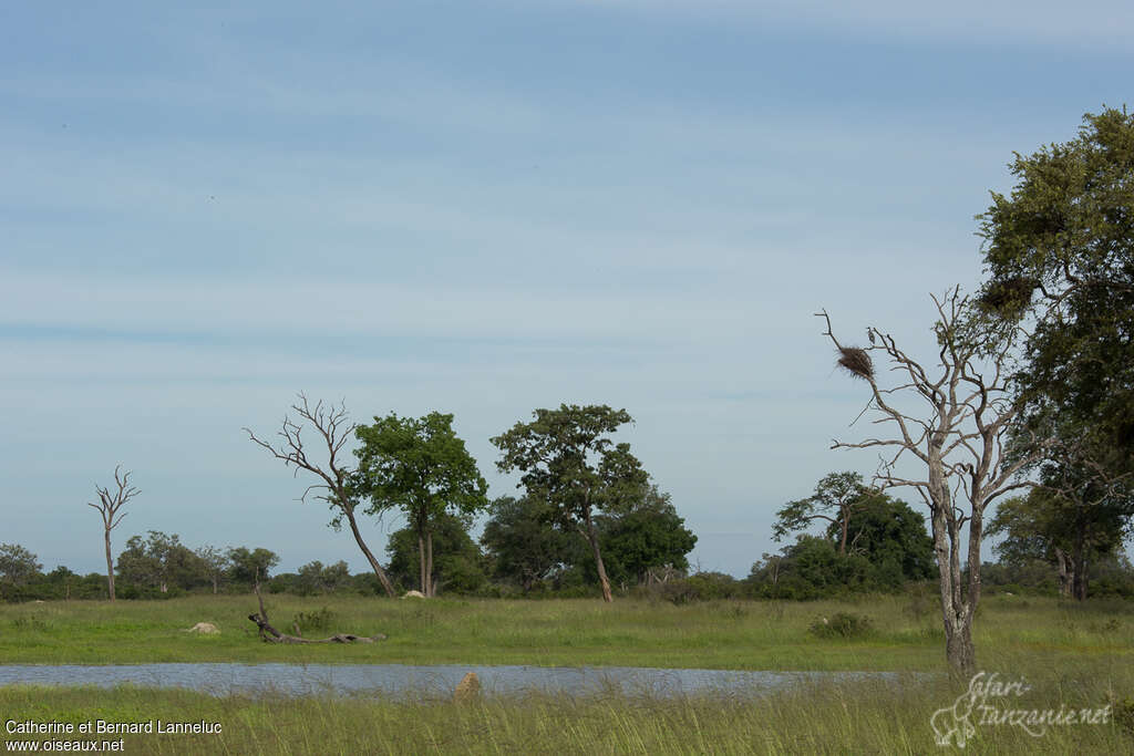 Héron mélanocéphaleadulte, habitat, Nidification