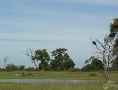 Black-headed Heron